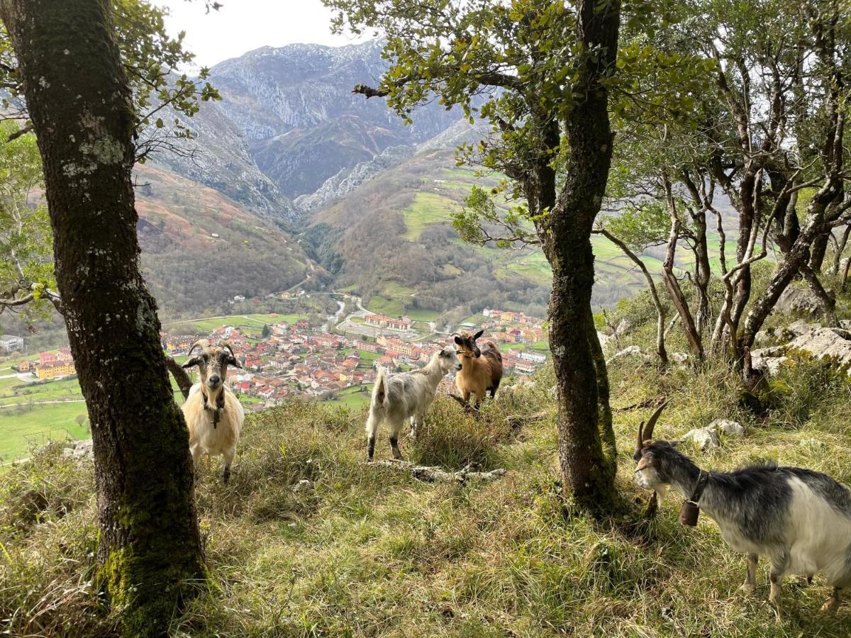 Lapaserina-A Arenas De Cabrales Buitenkant foto